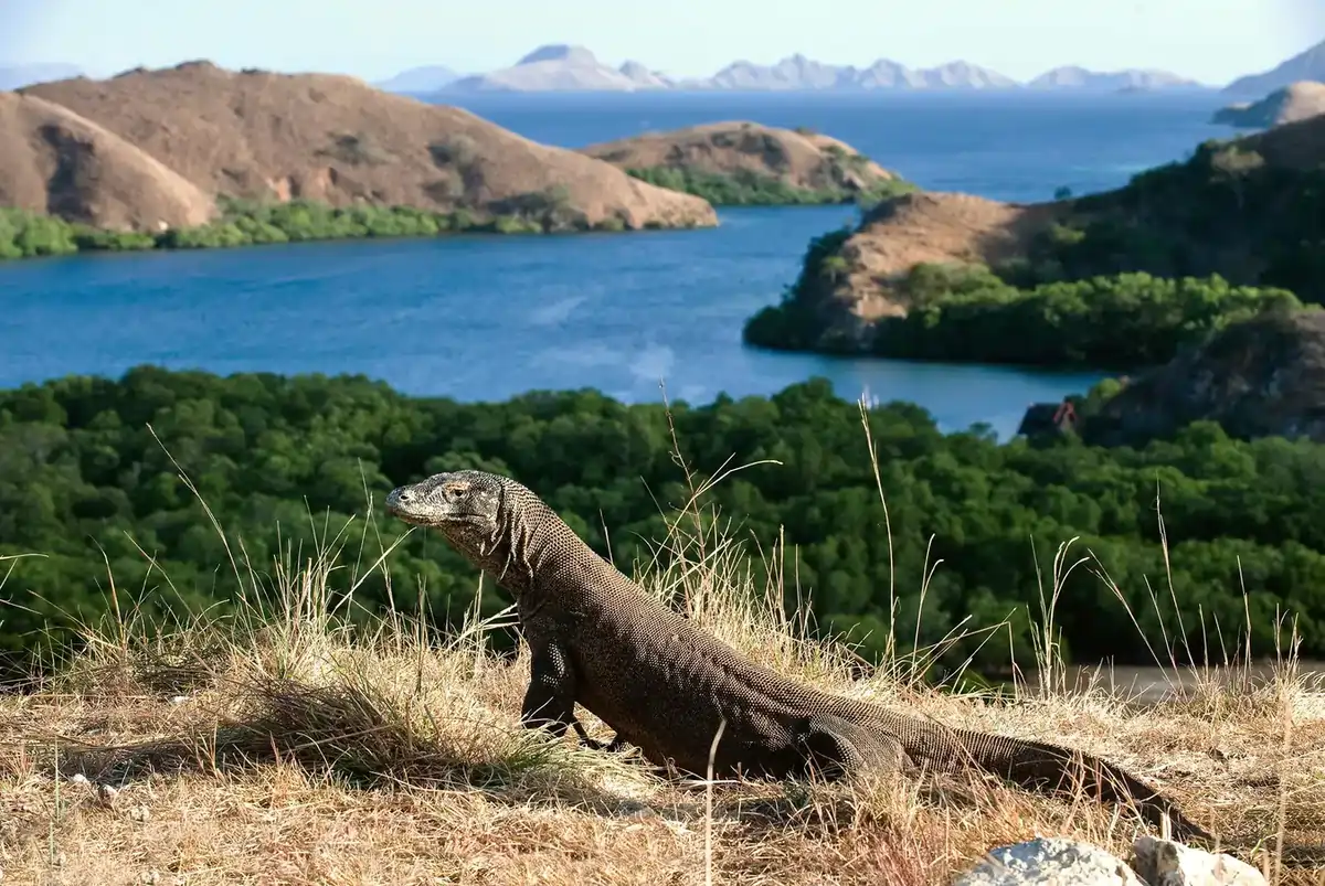 Pulau Komodo: Petualangan di Rumah Sang Naga Purba