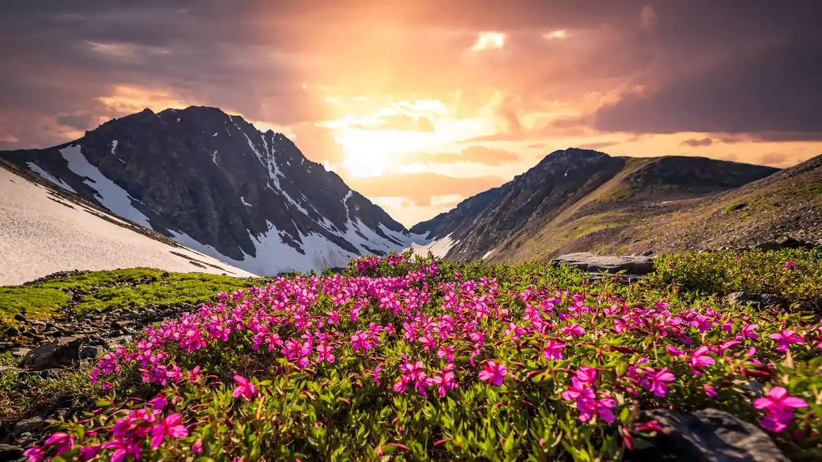 Valley of Flowers, India: Surga Tersembunyi di Pegunungan Himalaya